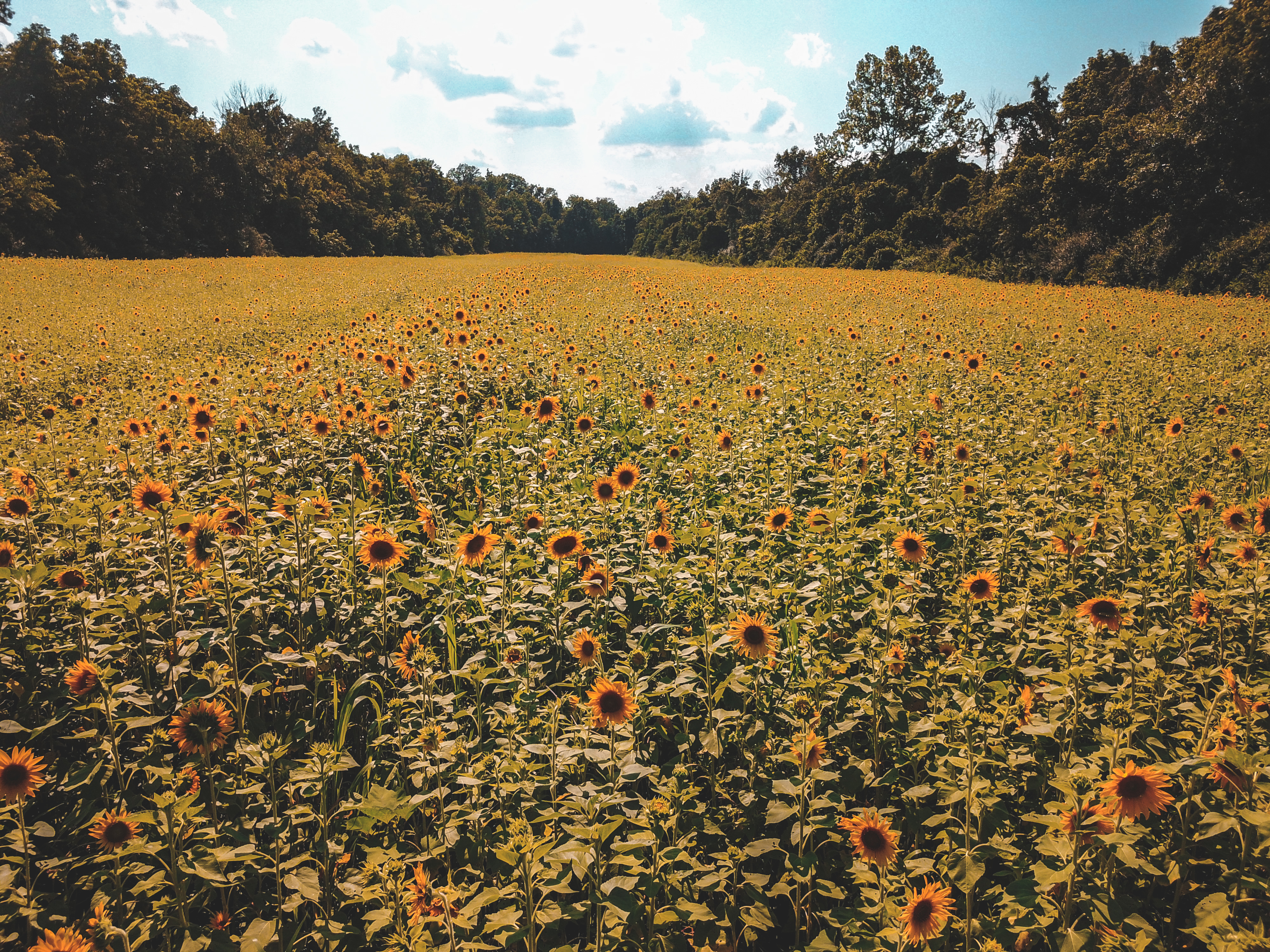 Sunflower Field